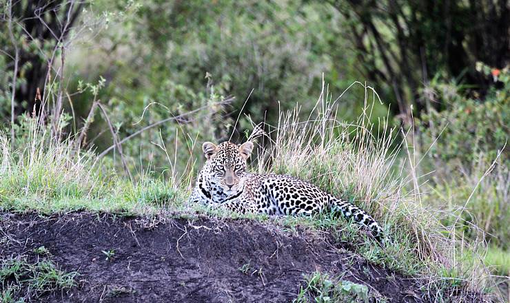 Fra rejseleder Jesper p Kenya Drmme Safari