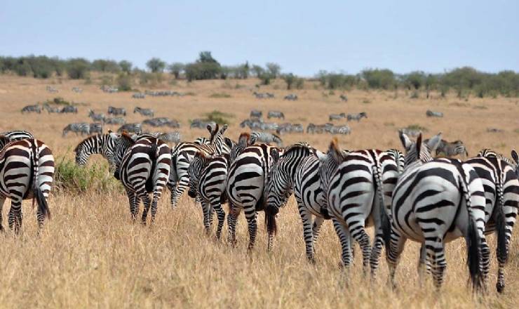 P Kenya Drmme Safari med rejseleder Carsten