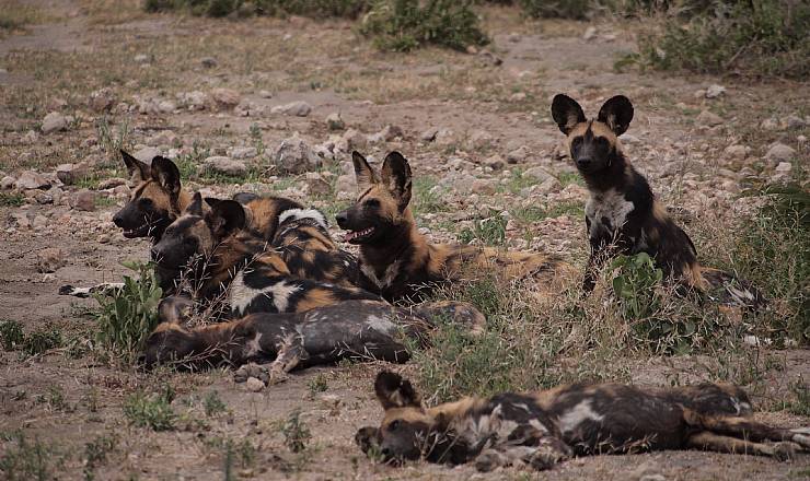 Fra rejseleder Geoffrey p Kenya Drmme Safari 23.02.2017