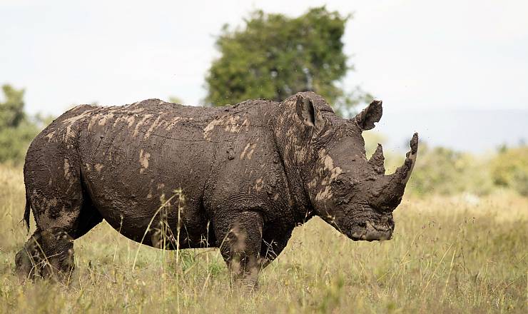 Fra rejseleder Geoffrey p privat safari med familien Henriksen
