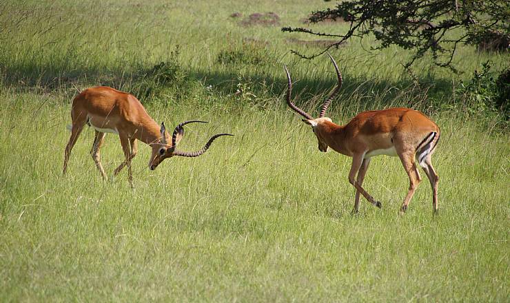 Fra rejseleder Geoffrey p Kenya Drmme Safari 05.03.2017