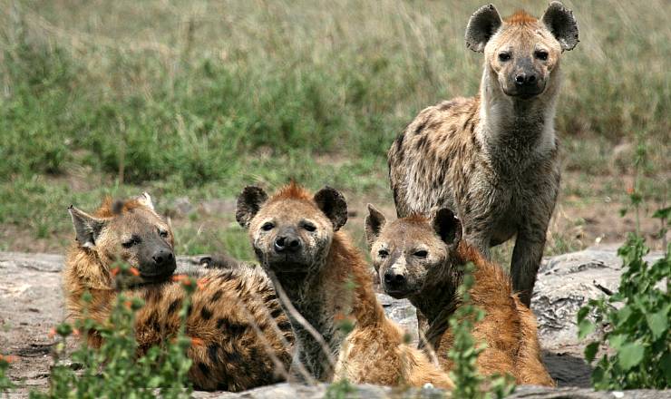 Fra rejseleder Geoffrey fra Karen Blixen Camp 14.03.2017