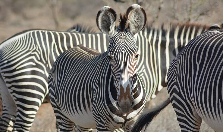 Uddrag af min dagbog (5)