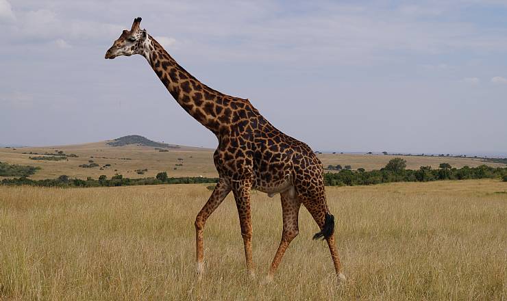 Fra rejseleder Geoffrey p Kenya Drmme Safari 10.07.2017