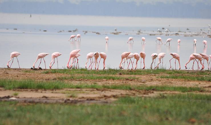 Fra rejseleder Geoffrey p Kenya Luksus Drmme Safari 01.09.2017
