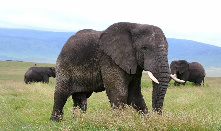 Privat safari i Tanzania og badeferie p Zanzibar