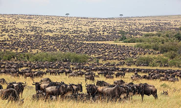 Fra rejseleder Geoffrey p Kenya Drmme Safari 09.10.2017