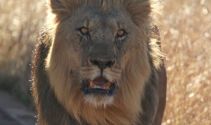 Privat safari i Pilanesberg i Sydafrika