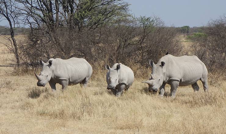 Botswana Adventure med Finn og Mads