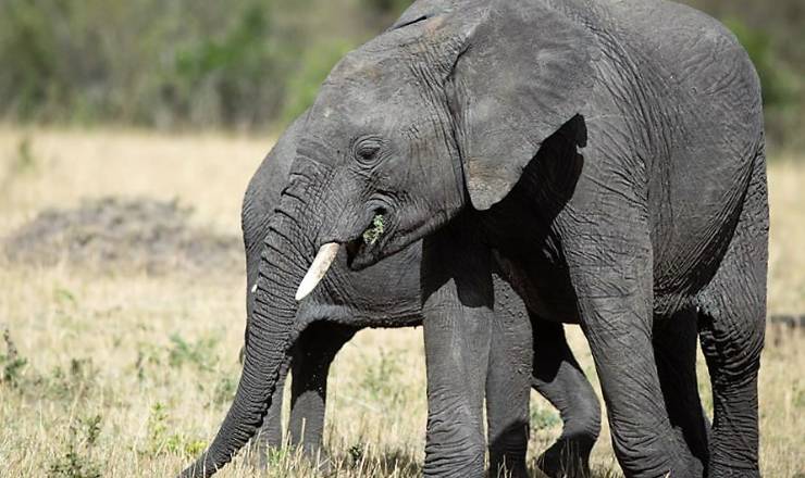 Fantastisk privat safari i Kenya