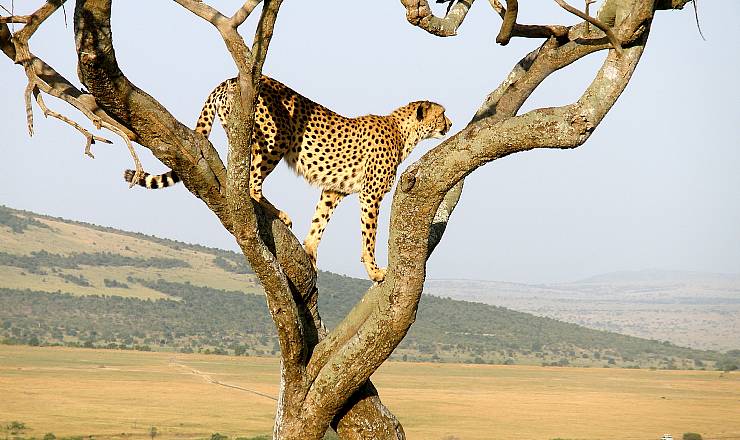 Vinderen af gavekort p� kr. 5.000 til Africa Tours er udtrukket 1. december 2017