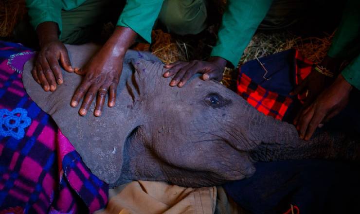 Ree helikopter med til at redde nyfdt elefantunge i Kenya