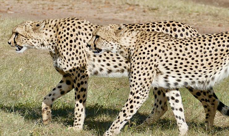 Fra rejseleder Geoffrey p Kenya Drmme Safari 14.02.2018