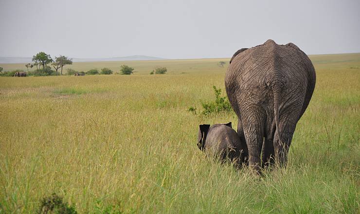 Privat safari i Kenya med Geoffrey Sendeu