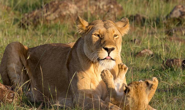 Vinderen af gavekort p� kr. 5.000 til Africa Tours er udtrukket 1. juni 2018