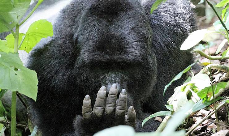 Hurra for Afrikas bjerggorillaer