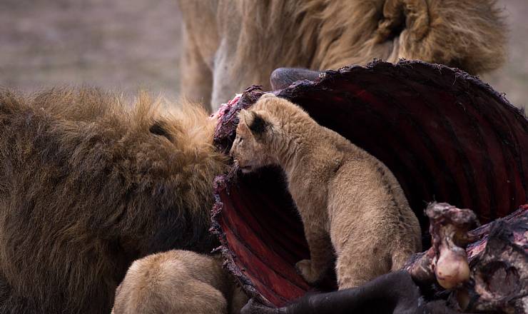 Fra rejseleder Geoffrey p privat safari med familien Christensen