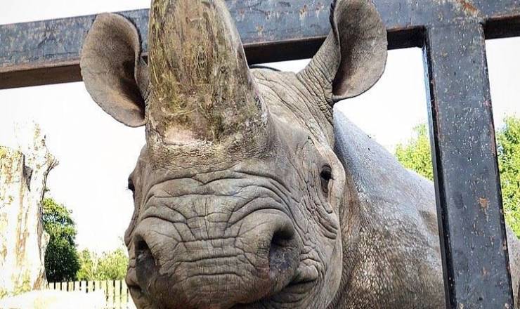 Karsten Ree slipper nsehornet Mandela ls