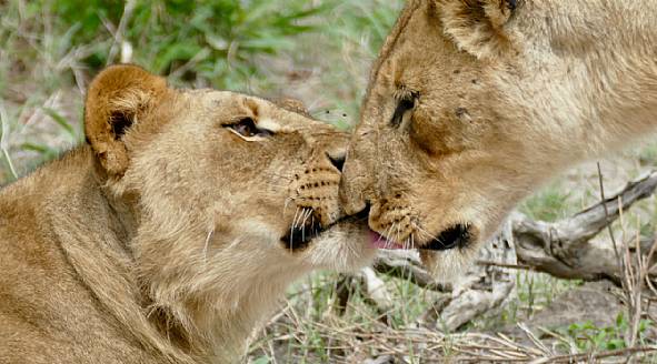 Mest populære Afrika rejser