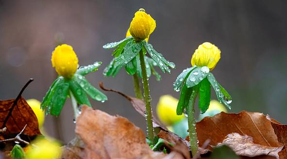 Rejsebetingelser Danmark