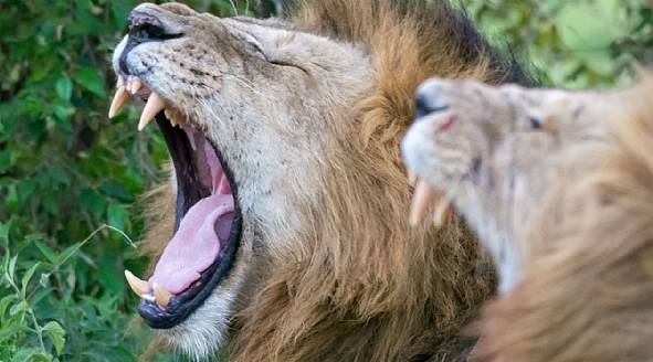 Safaris med dansktalende rejseleder