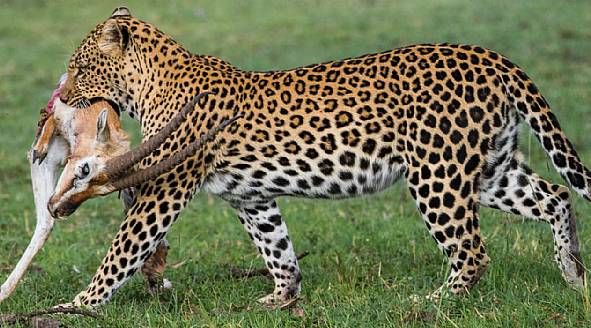 Safarirejser i Afrika